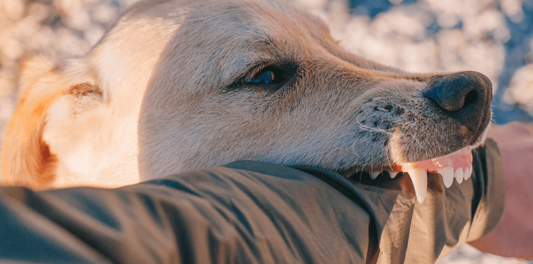 All You Need to Know about Filing a Dog Bite Lawsuit